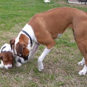 rox_scoot_sniffing_03-04