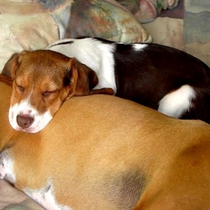 rox_scoot_sleeping_03-04