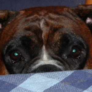naz peeking over the table