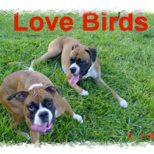 Love Birds
