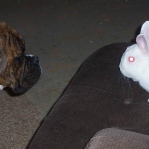 Are you the Easter Bunny?