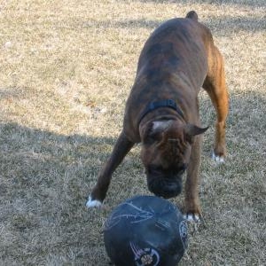 hurricane loves basketball