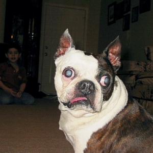My Baby Bluto
