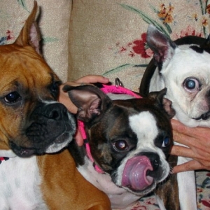 The three muskateers