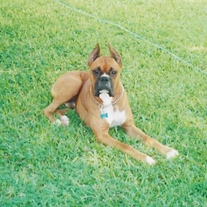 Nikko still watching over us.