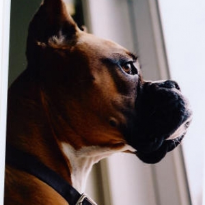 Kali_Looking_out_the_window