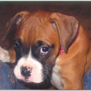 Roxie 8wks