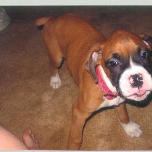 Roxie 8wks