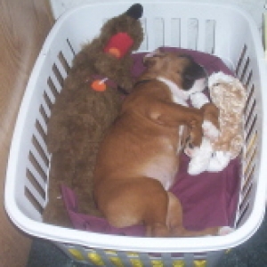 Nappy time for Roxy