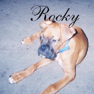 Young Rocky
