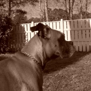 Handsome Boy!