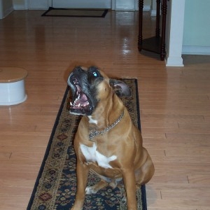 Teak's big mouth