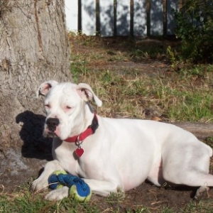 Roxy in her sunny spot
