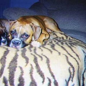 My sweet babies