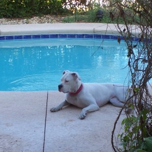 Roxy by the pool