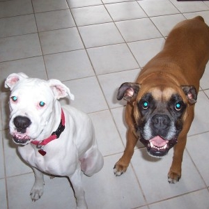 Teak and Roxy