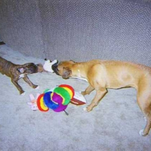 Tug-o-war with the squirrel