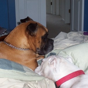 Snuggle puppies