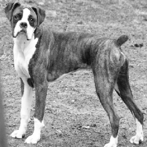 Baron in Black & White