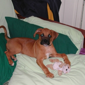 Zeus @ 12 weeks old