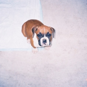 potty training