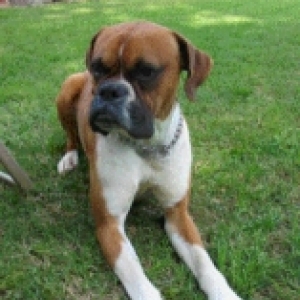 Maxx