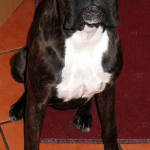 Rufus at 16 months