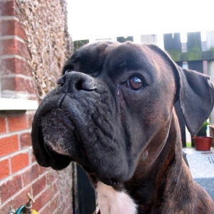 Rufus close up