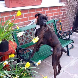Rufus trying to look in the window