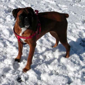 Elsa in the snow