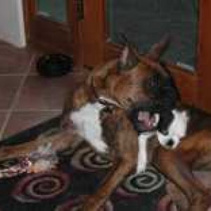 I need a chew toy!!
