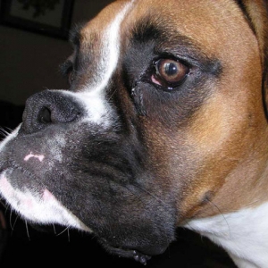 Close up head shot 4
