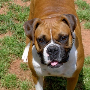 Layla