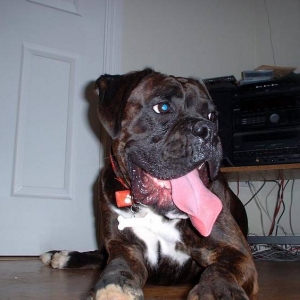Teagan guarding the livingroom door