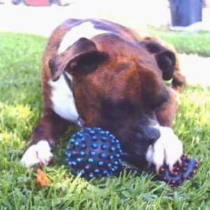 Rocky with his favorite toy