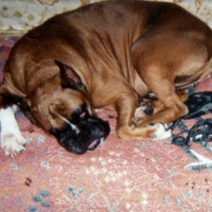 Sweet Dreams