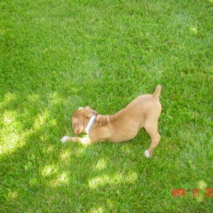 Ruby...7 Weeks Old