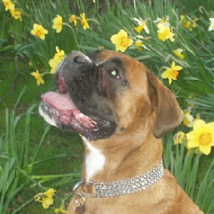 Star at Easter 12 April