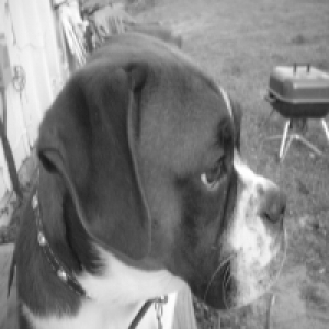 Mr. Romper S. Bailey