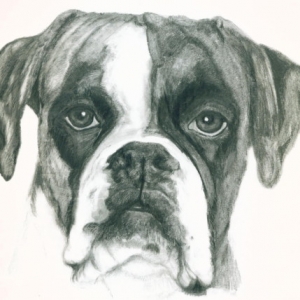 Dirgas in pencil