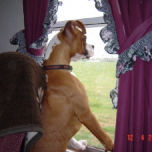 our little guard dog