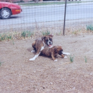 Abby_guarding_Tank