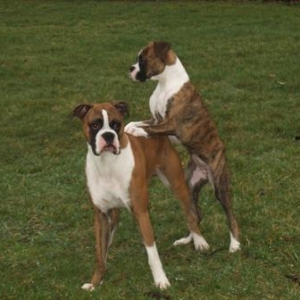 Lets play Leap Frog!