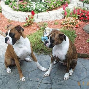 Did you see that big bone over there?