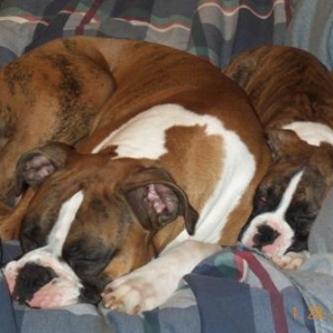 I cant move he's smooshing me!
