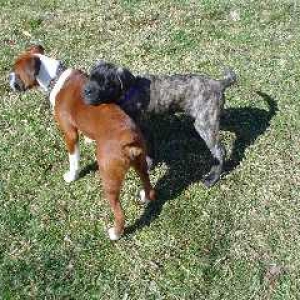 buddies