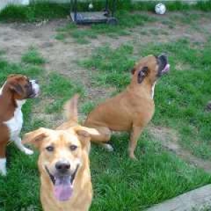 boxers vs. other dogs