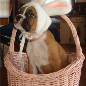 It's the Easter Puppy!