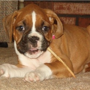 Shelby's Getting Bigger!