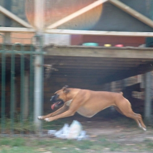Boxer or Gazelle??